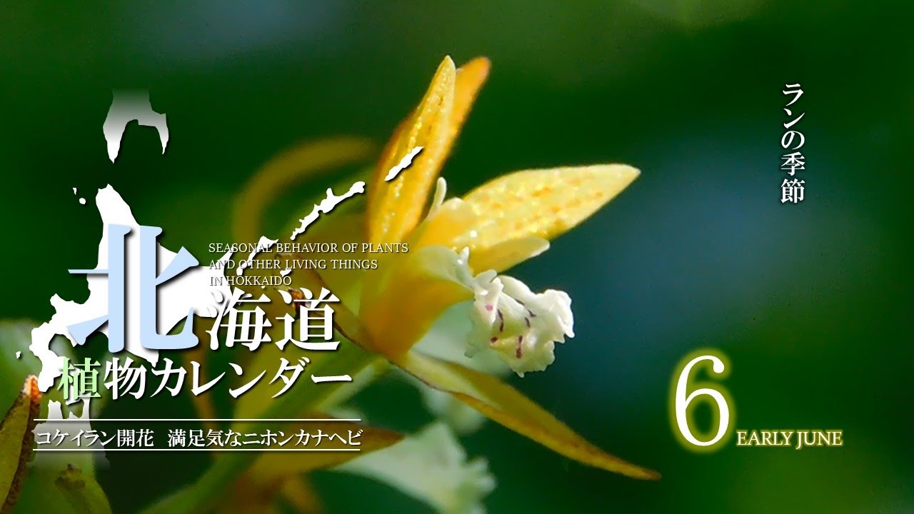 コケイラン咲く初夏　満足気に歩き出すニホンカナヘビ　北海道植物カレンダー2025年6月上旬
