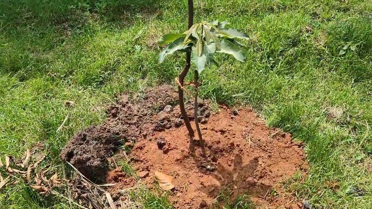 Beautiful food forest||hari babu,#natural farming 