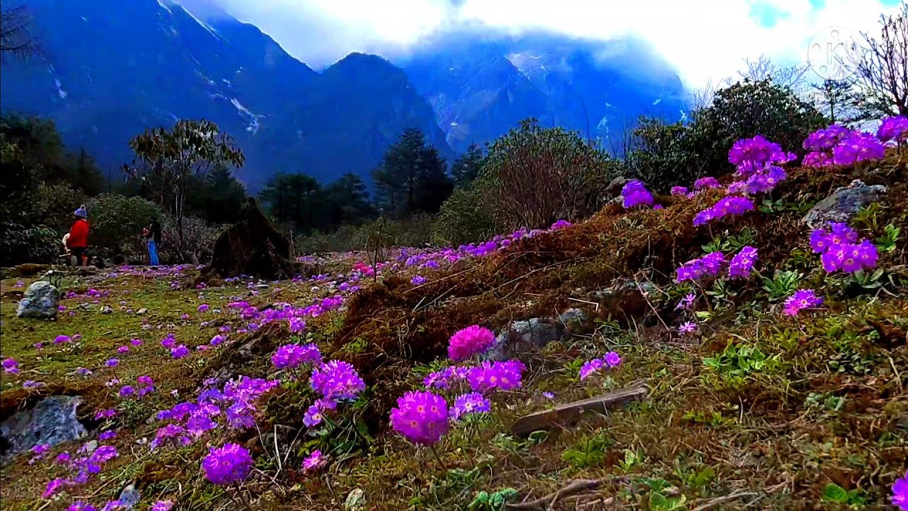 Wild Flower In North Sikkim|| Yumthang Valley Of Flowers|| The Land of Must Beautiful Flowers