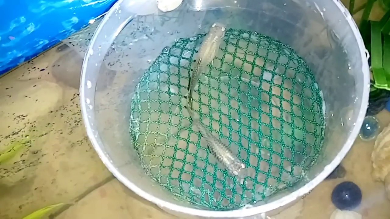 صنع ولاّدة أسماك رائعة