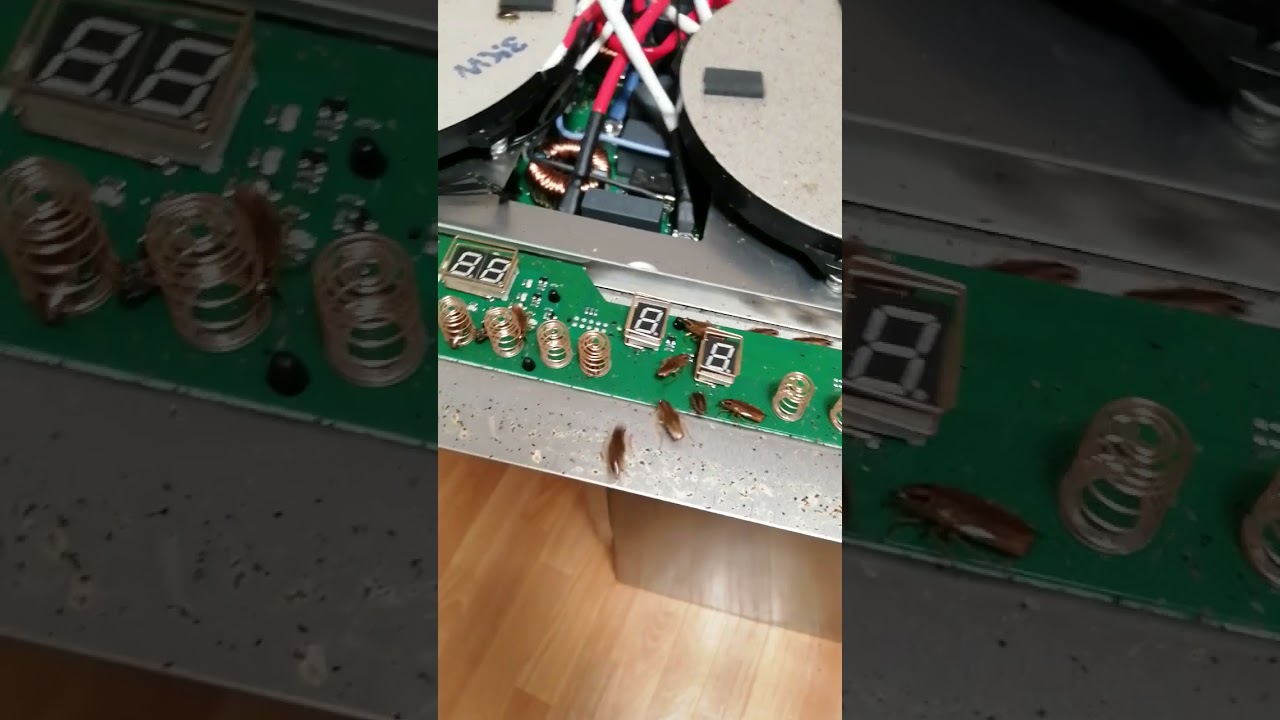 insekty opanowały płytę intuicyjną i doprowadziły do jej uszkodzenia.