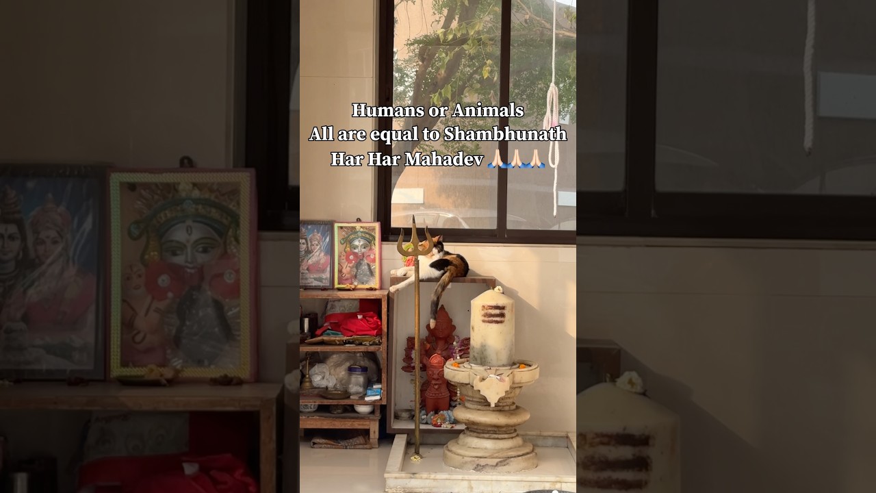 Comment “ Har Har Mahadev 🙏🏻”    #payaltastytravels #shorts #mahadev #mahakal #shiv #viral #shiva