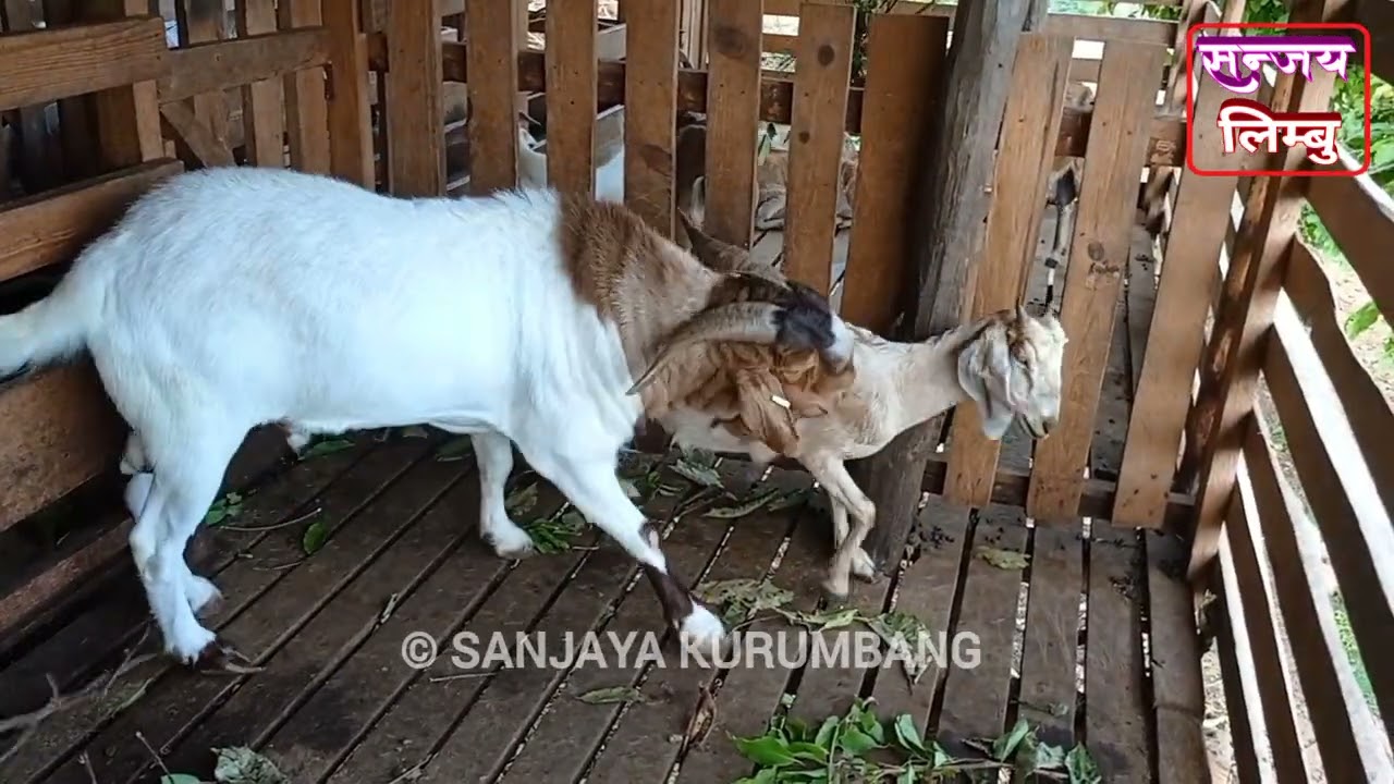 Goats mating in Nepal #goat @SK_vlog_Nepal