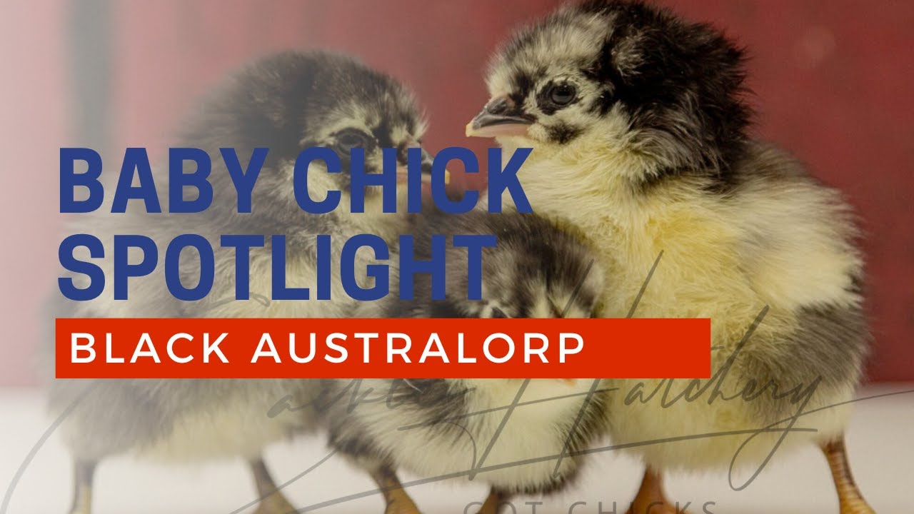 Black Australorp Chicken Breed | Cackle Hatchery