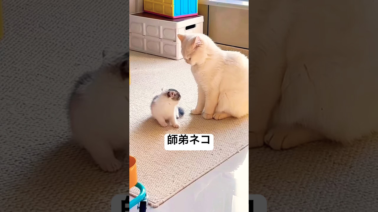 師匠ネコ&弟子ネコ