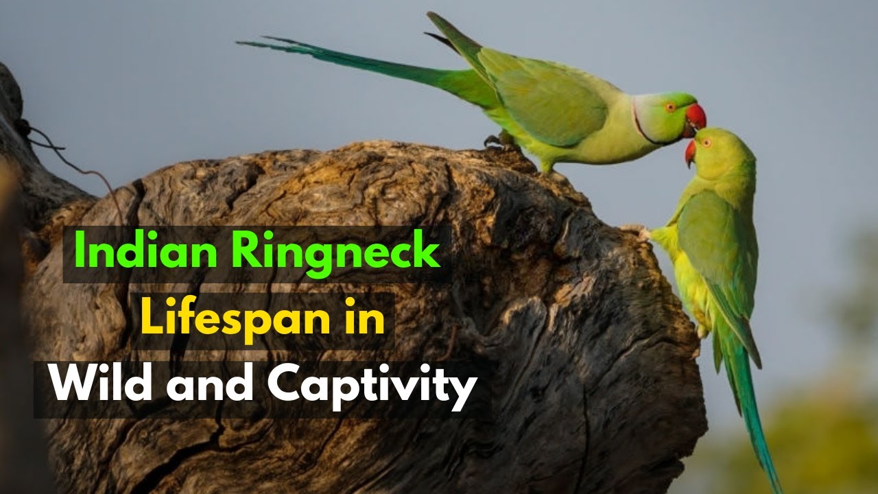 How Long do Indian Ringneck Parrots Live? | Age of World's Oldest Ringneck Parrot?