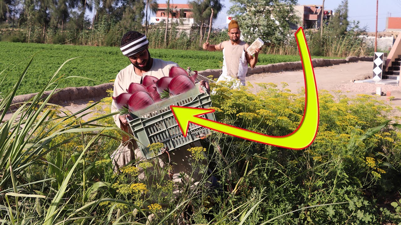 الحاج بسيونى وزوقلة مسكوا حرامى البصل شاهد نهايه السرقة