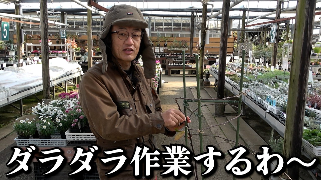 ブラックベリーの植え替えしながら～【カーメン君】【園芸】【ガーデニング】