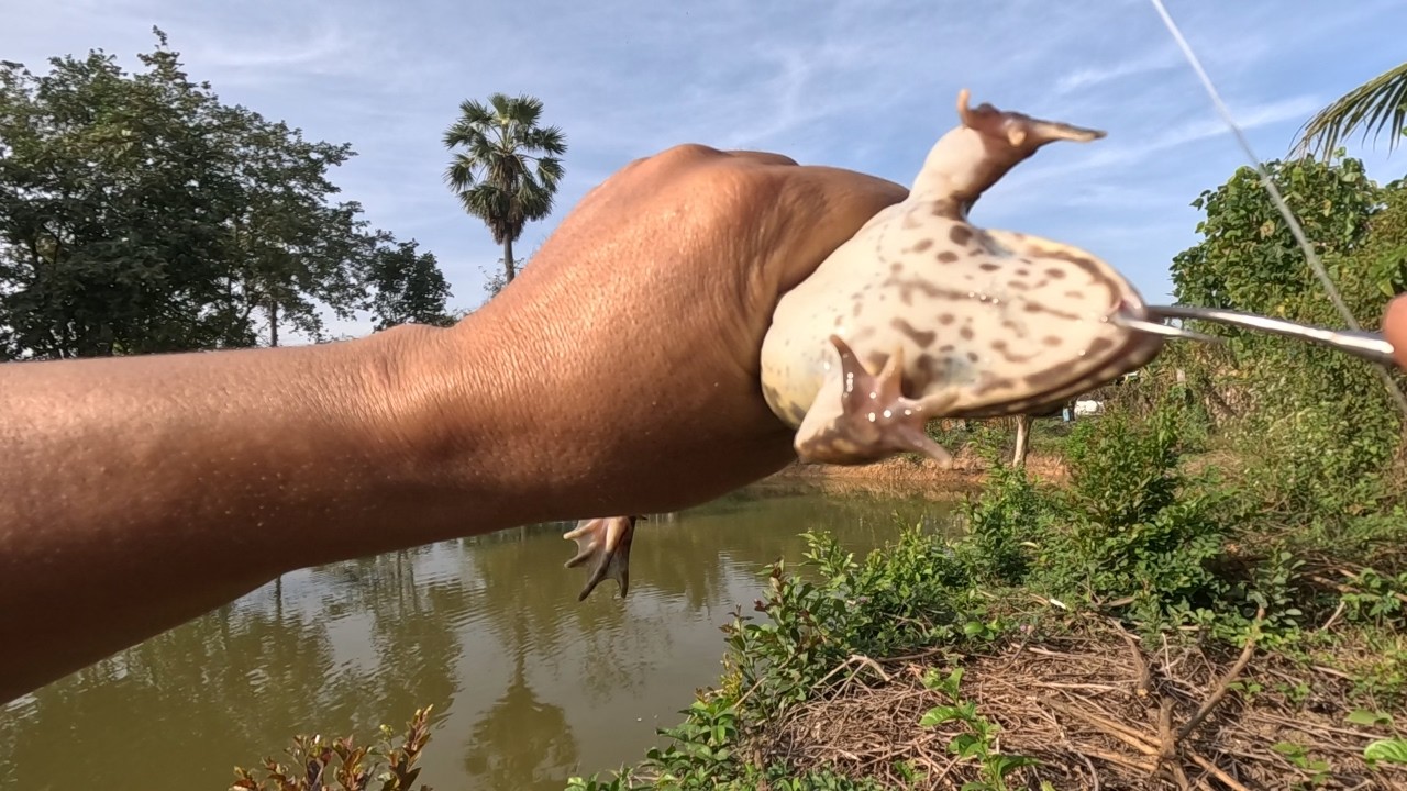 បបក់កង្កែប | Big Frog Hooked