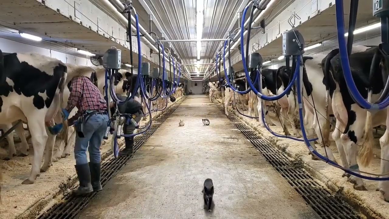 Milking cows in a tie stall barn with rear pipeline