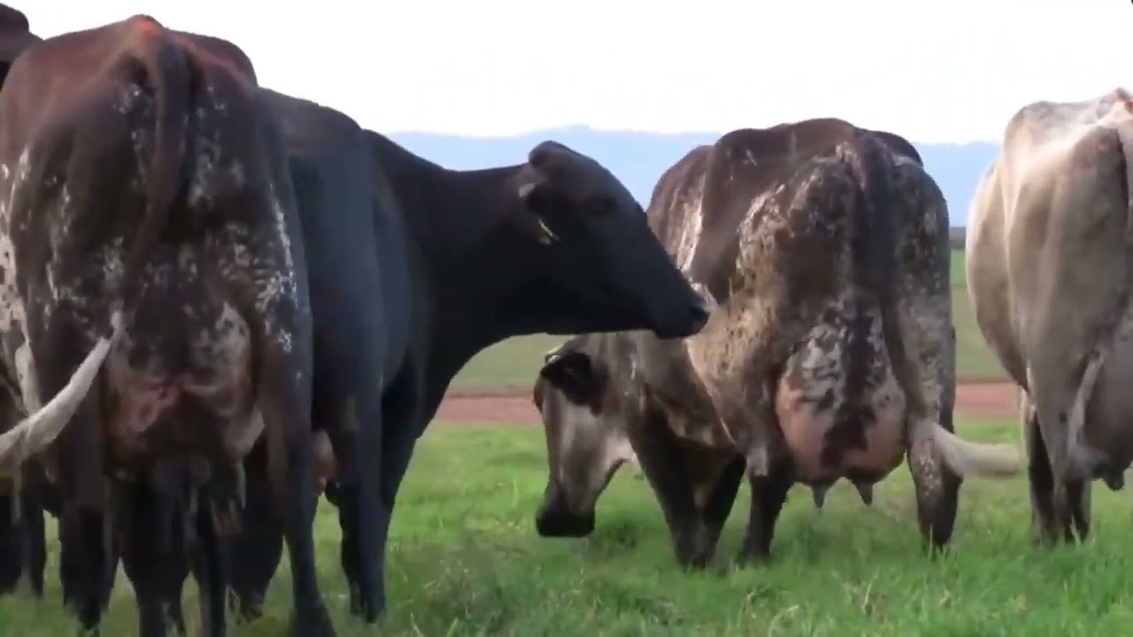 La Raza de Ganado Girolando 🤯 Ventajas y Desventajas, Producción y Origen de una Raza Excepcional