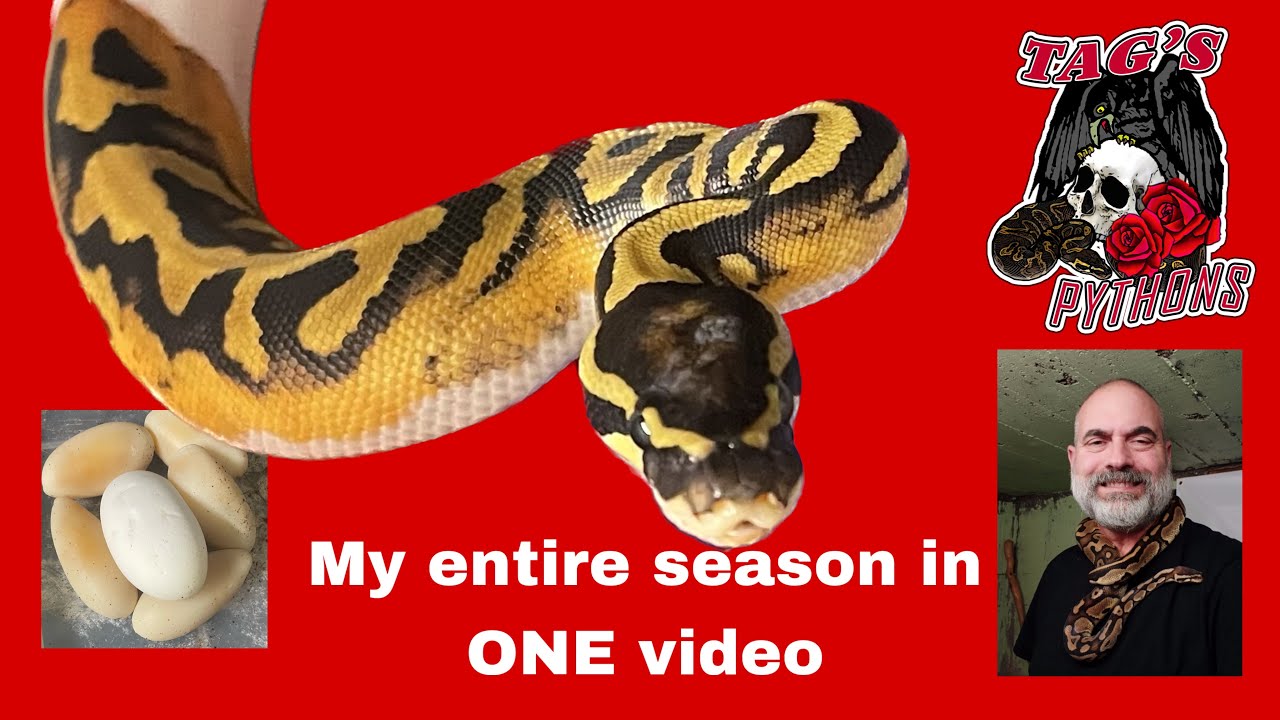 My Ball python season in one video! 🤔 - Tag's Pythons