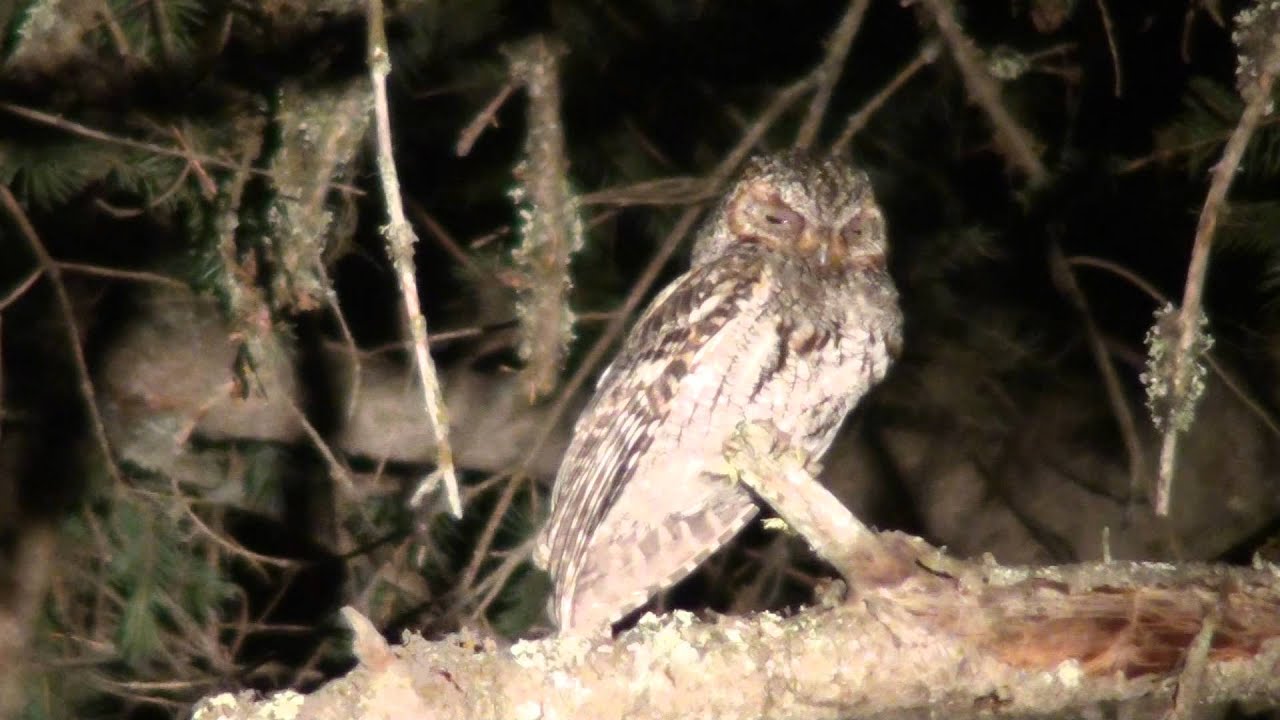 Flammulated Owl by ktbirding.com
