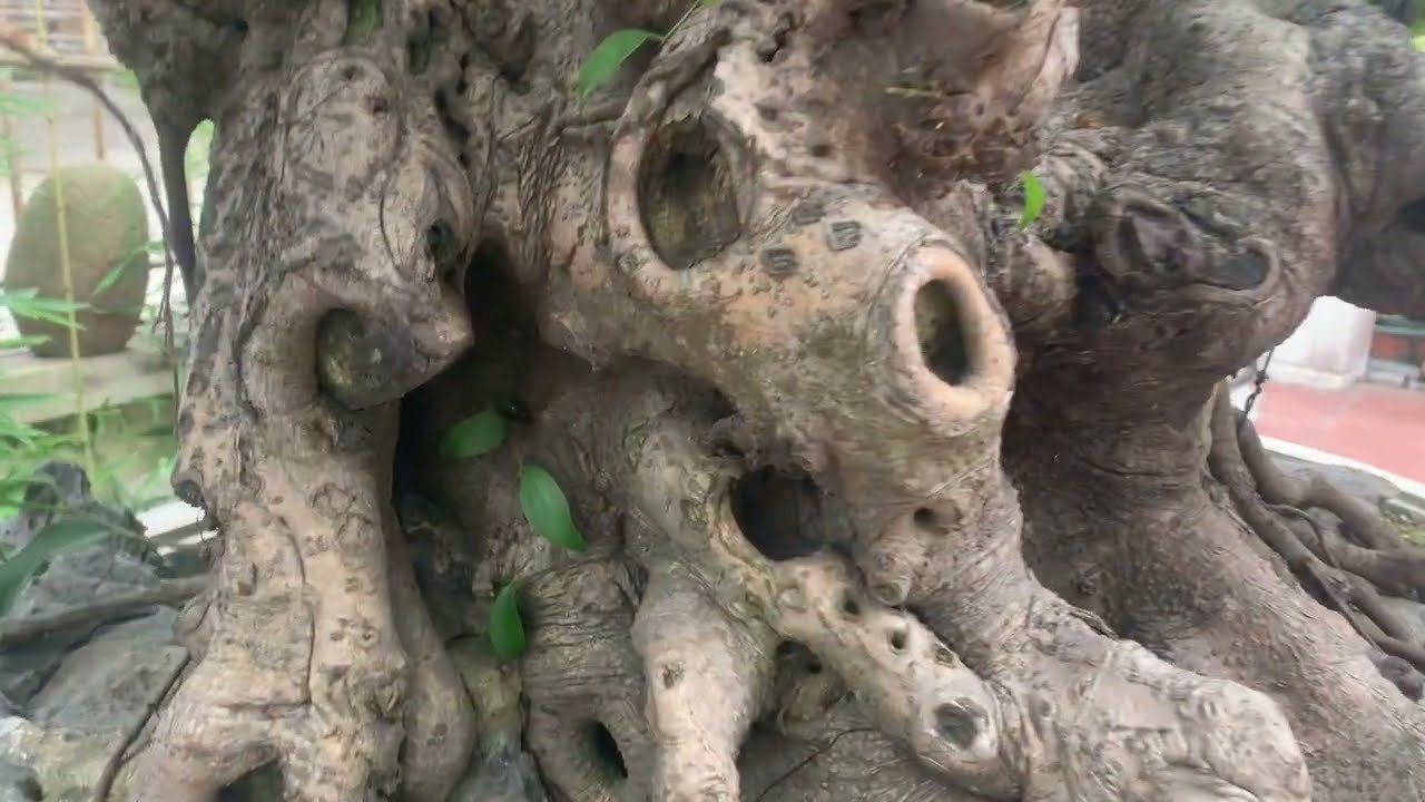Nửa tỷ cũng xứng đáng thôi ae . Cây sanh quá đẹp.
