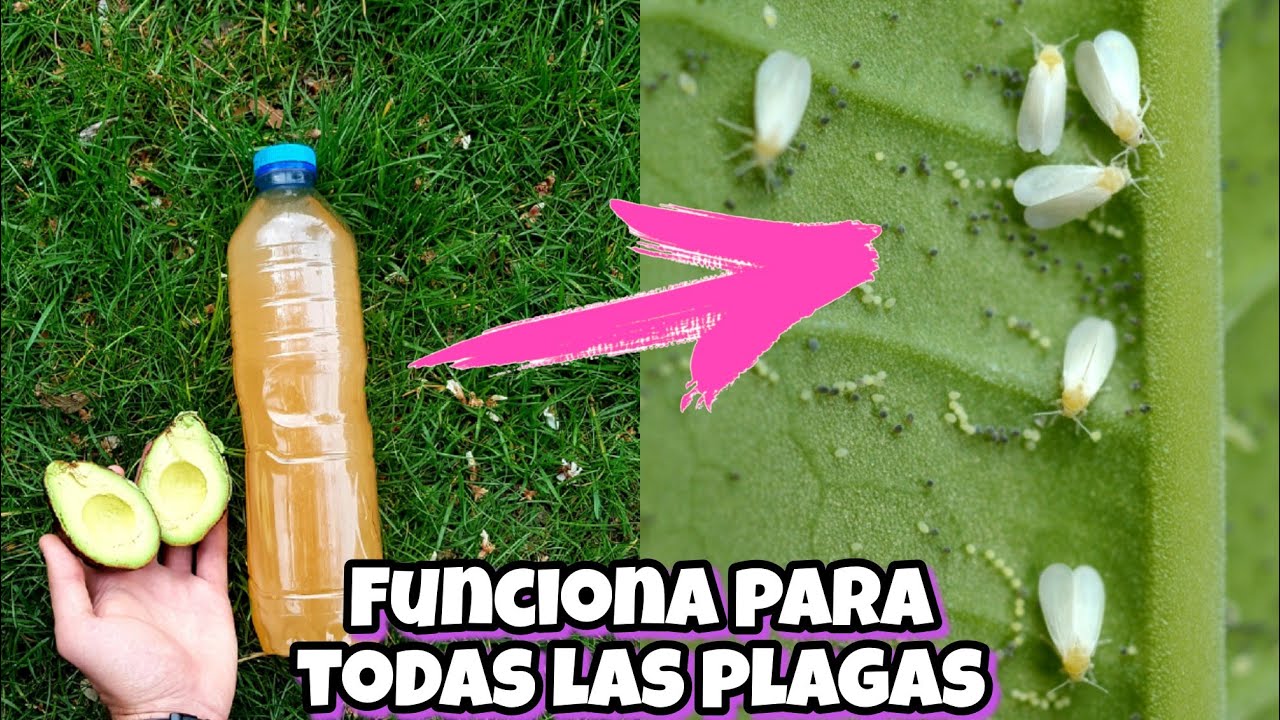 NADIE CONOCE NI HIZO Este Insecticida Casero Para Plantas! Plagas, Bichos, moscas, pulgón, arañas.