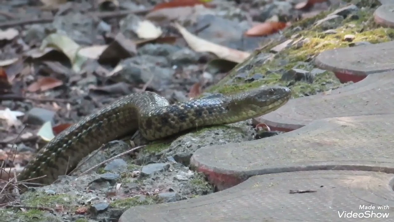 Can anyone identify this snake?