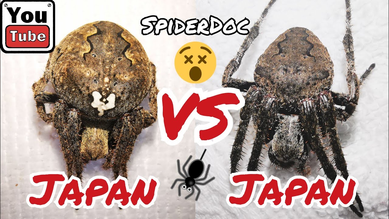 JAPAN G vs JAPAN G. Cultured vs Wild Caught. Monster Spider Fight. Laban ng mga Higanteng Gagamba.