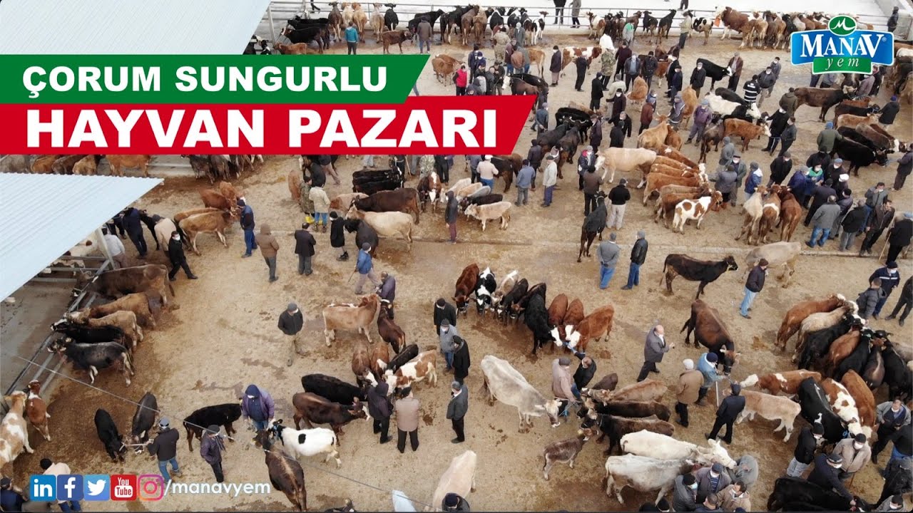 Çorum Sungurlu Hayvan Pazarı