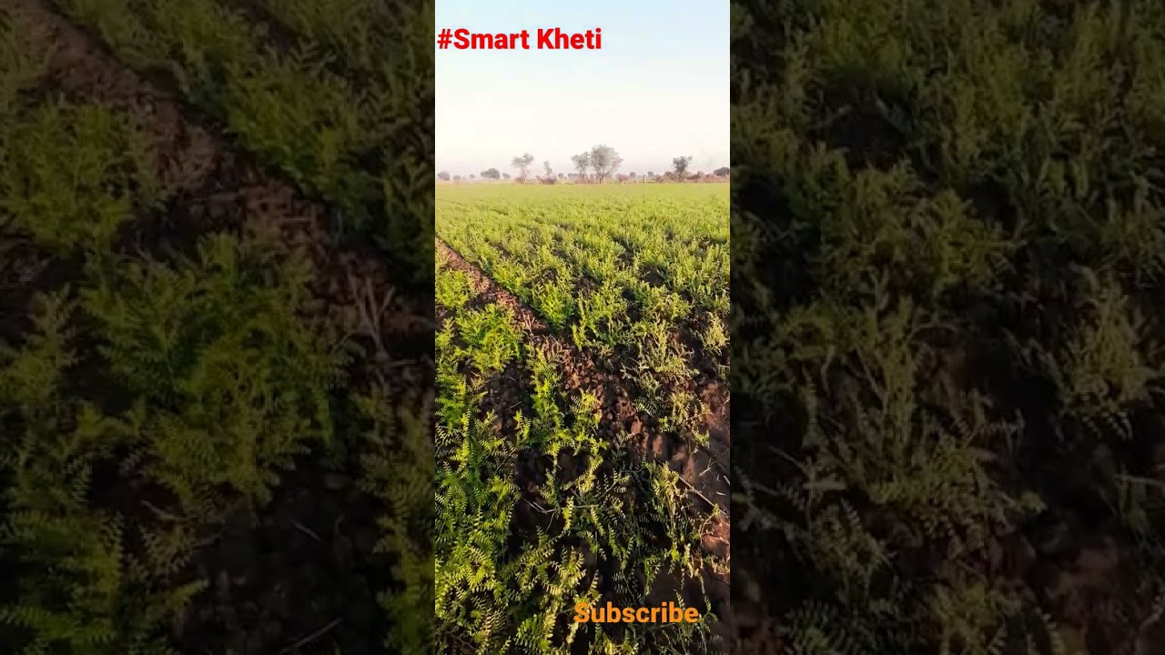 #Crop Chana@Smart Kheti Subscribe