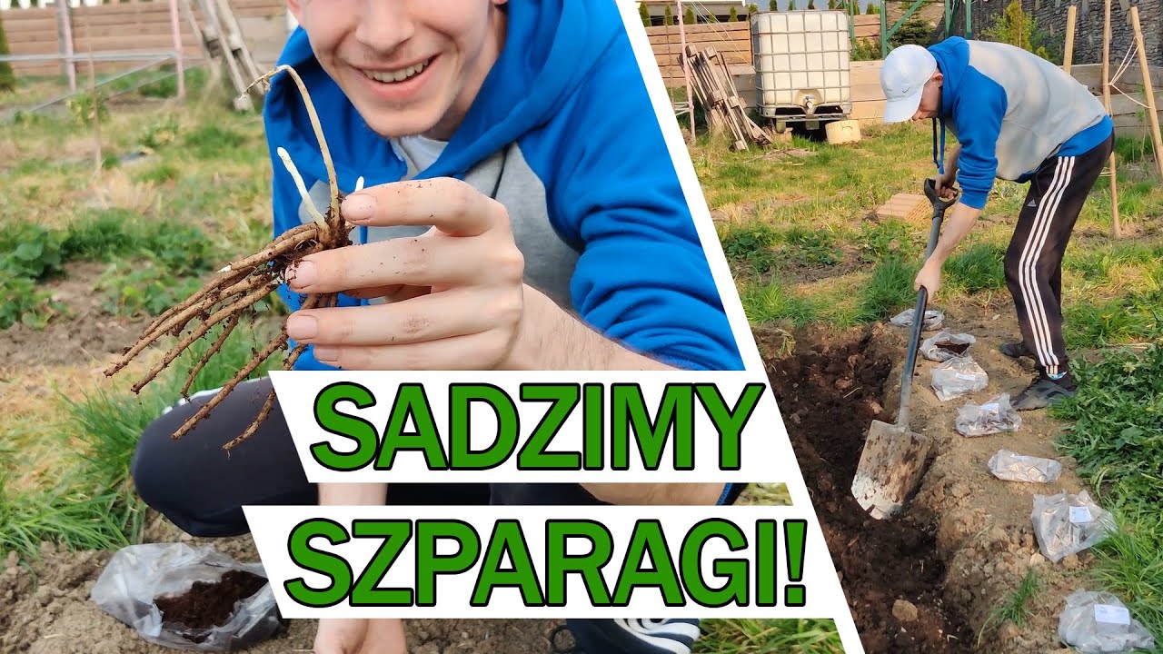 JAK SADZIĆ SZPARAGI? - domowa uprawa!