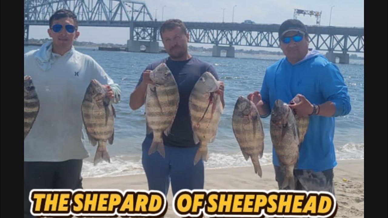 The Guys Wanted Sheepshead… I Delivered! 🐟💪 Jamaica Bay NYC!