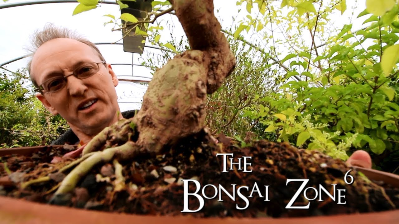 Brazilian Rain Tree, Part 1, Buying Bonsai Pots, Mar 2019