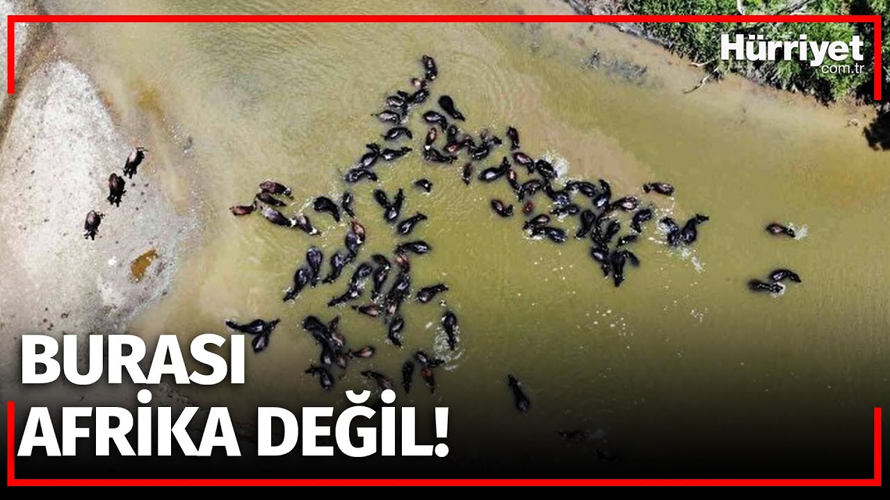Muş'ta Belgeselleri Aratmayan Görüntüler!