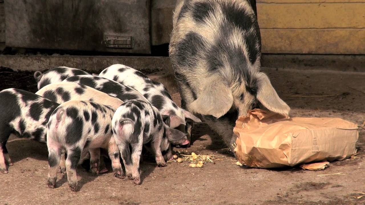Turopolje Schweine mit Ferkeln im Zoo Z&uuml;rich