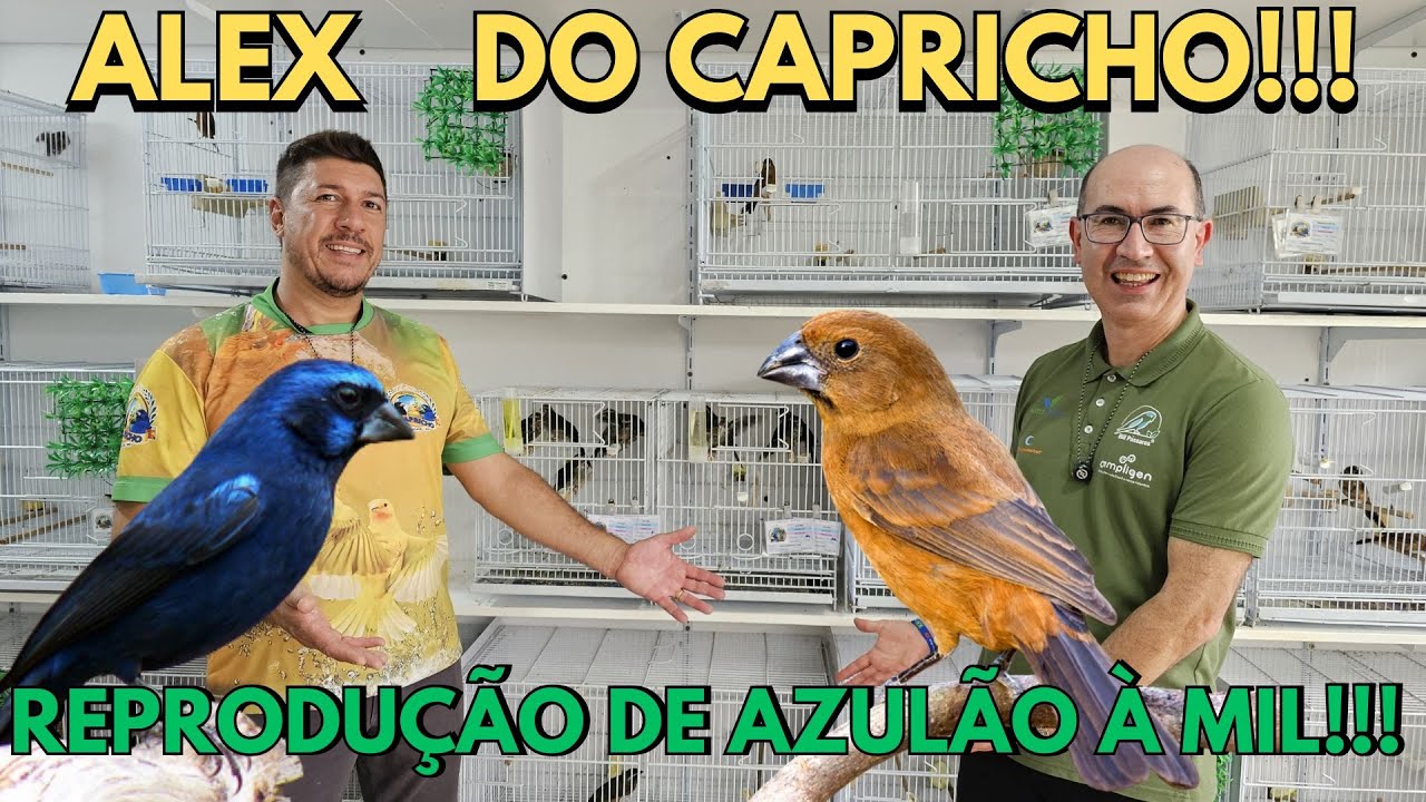 NUNCA VI AZULÃO DESSE TAMANHO NO CAPRICHO!!!