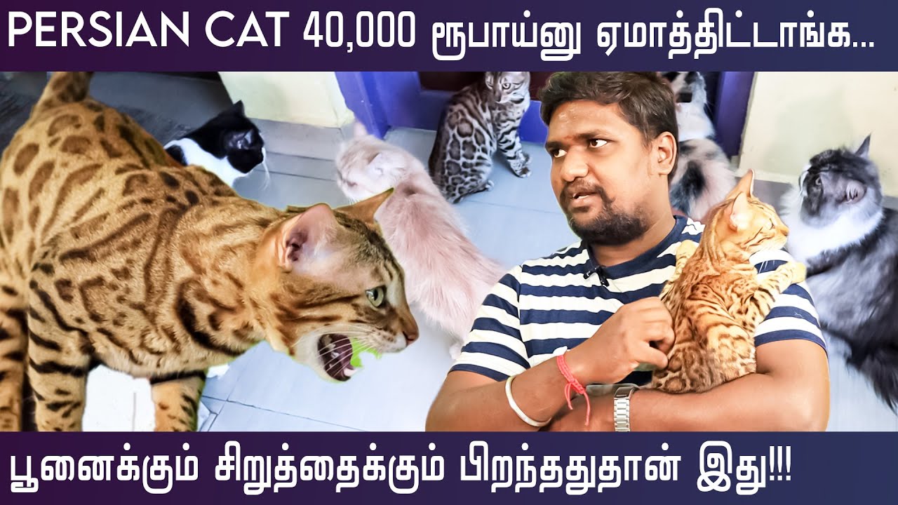 Persian cat and Classic cats collections in chennai 🐱| leopard cat | bengal cat | pet animals