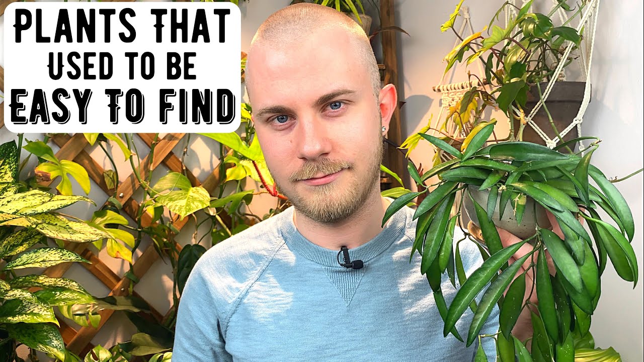 Houseplants That Used To Be Easy To Find ... But Not Anymore !!