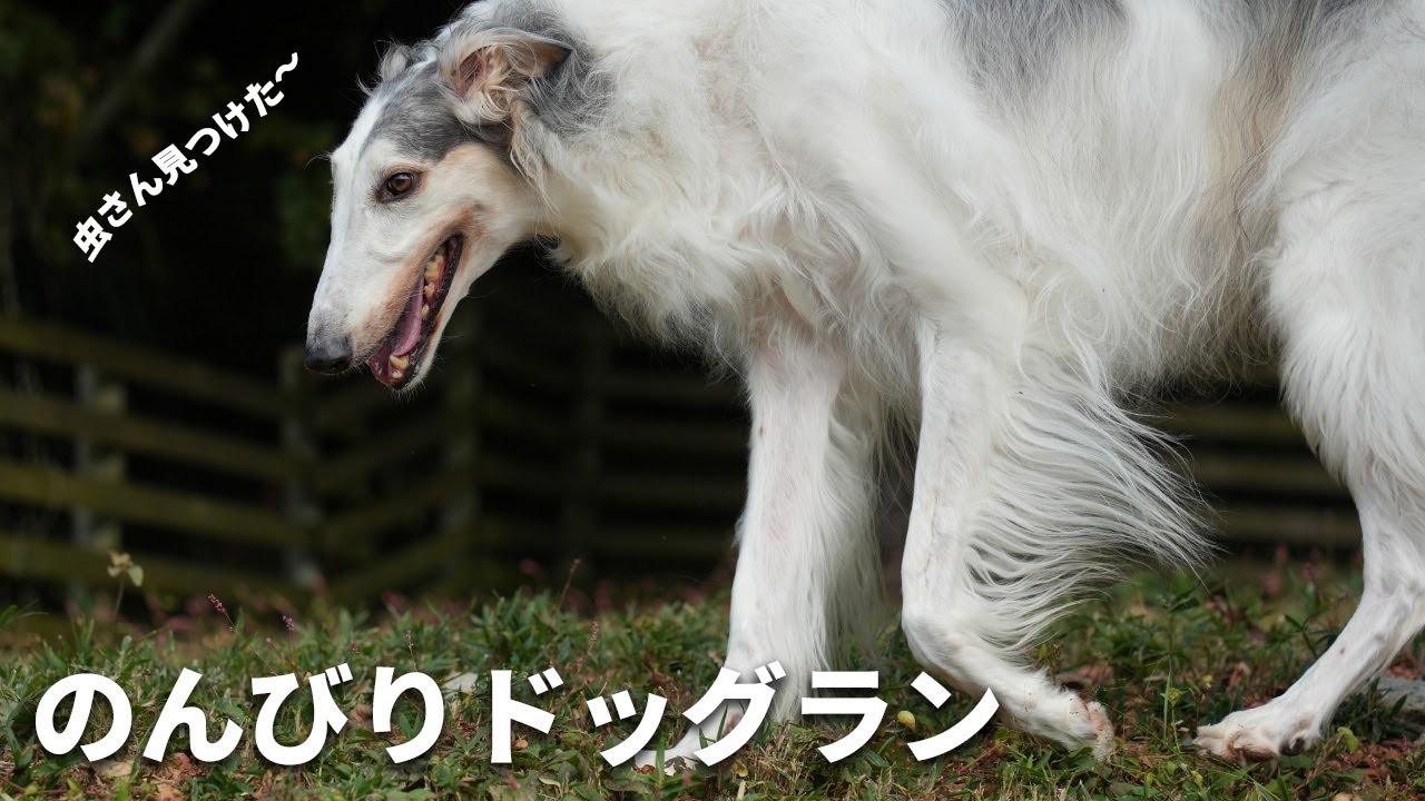 【貸切ドッグラン】走らないドッグラン。でもそれも良いじゃないか。