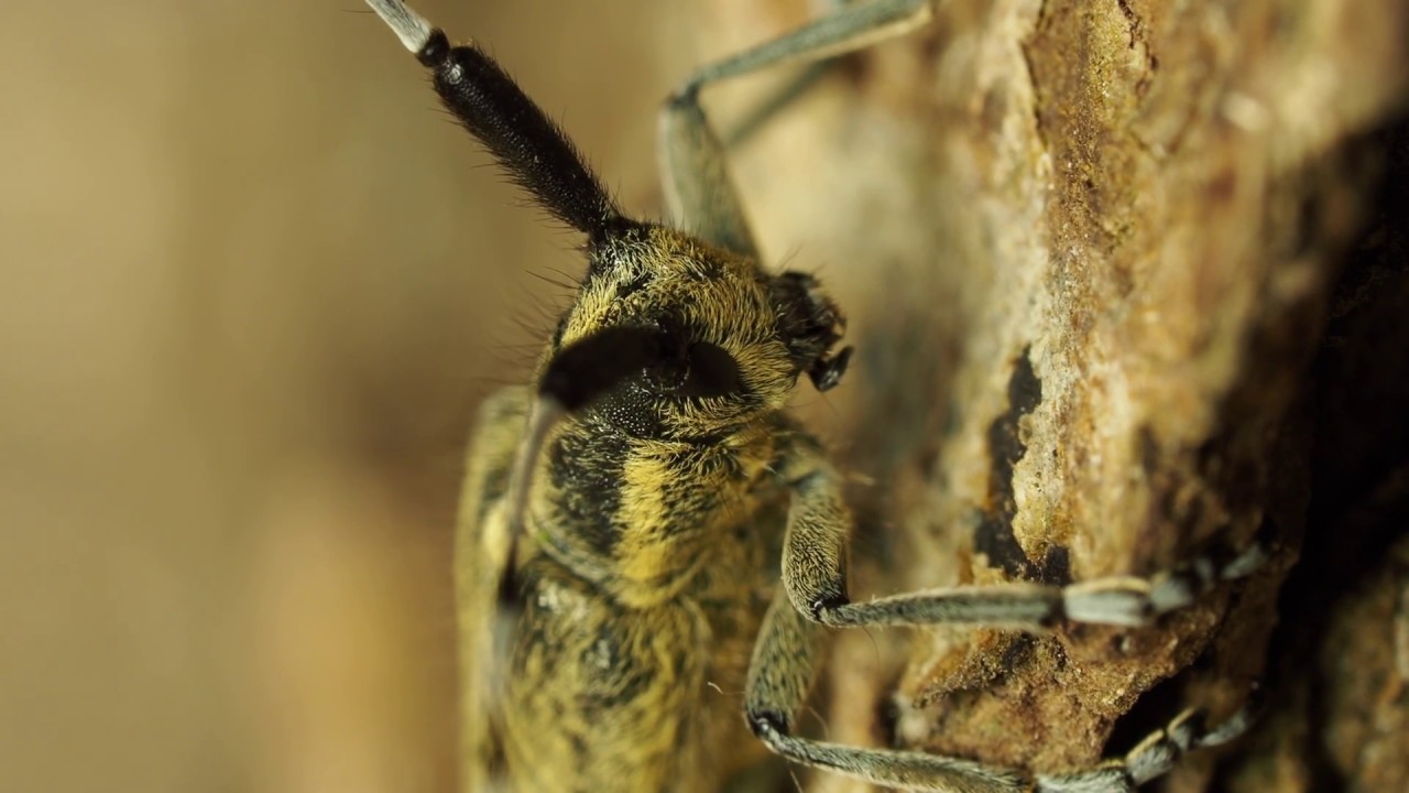 Agapanthia villosoviridescens