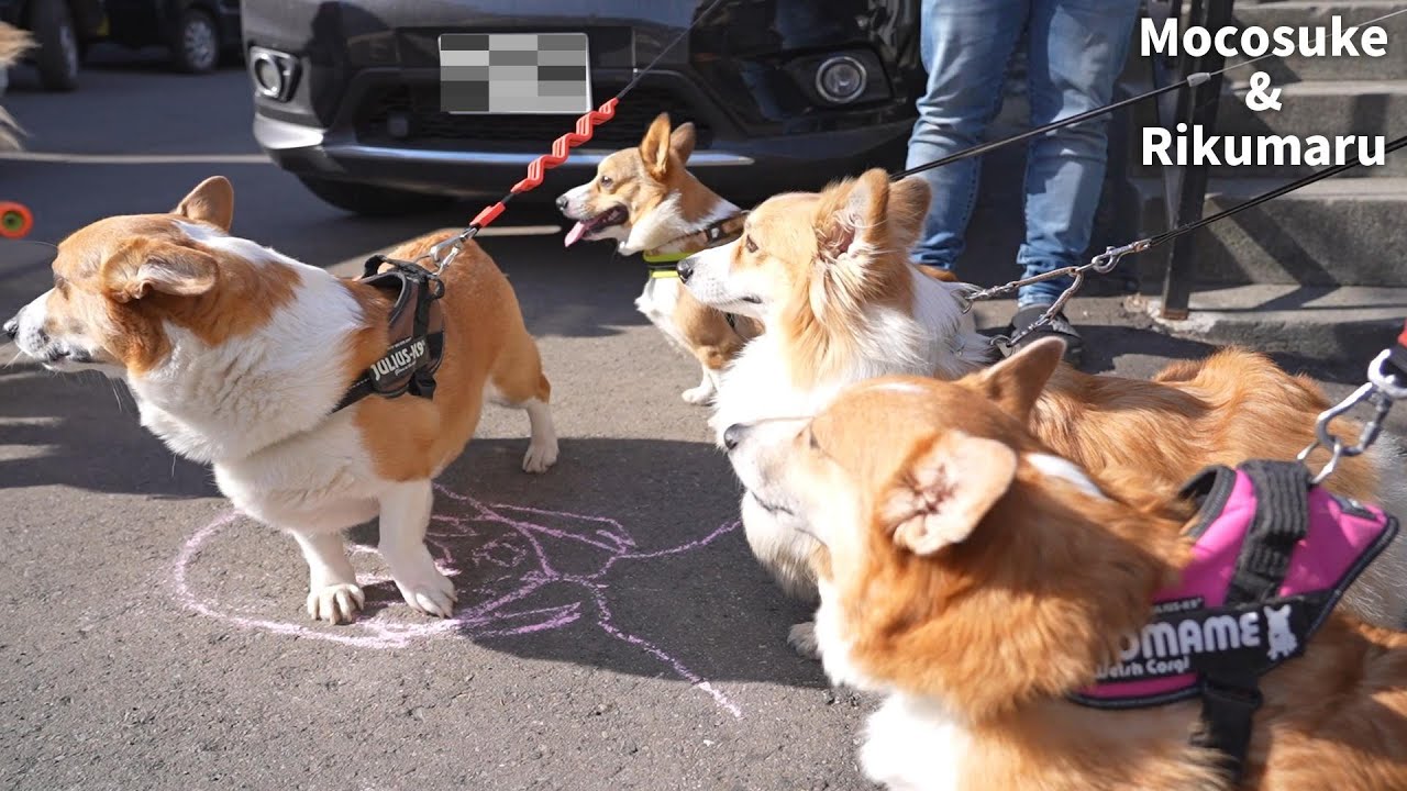 コーギーを連れて花屋さんに行った結果【お花屋さんこはく】