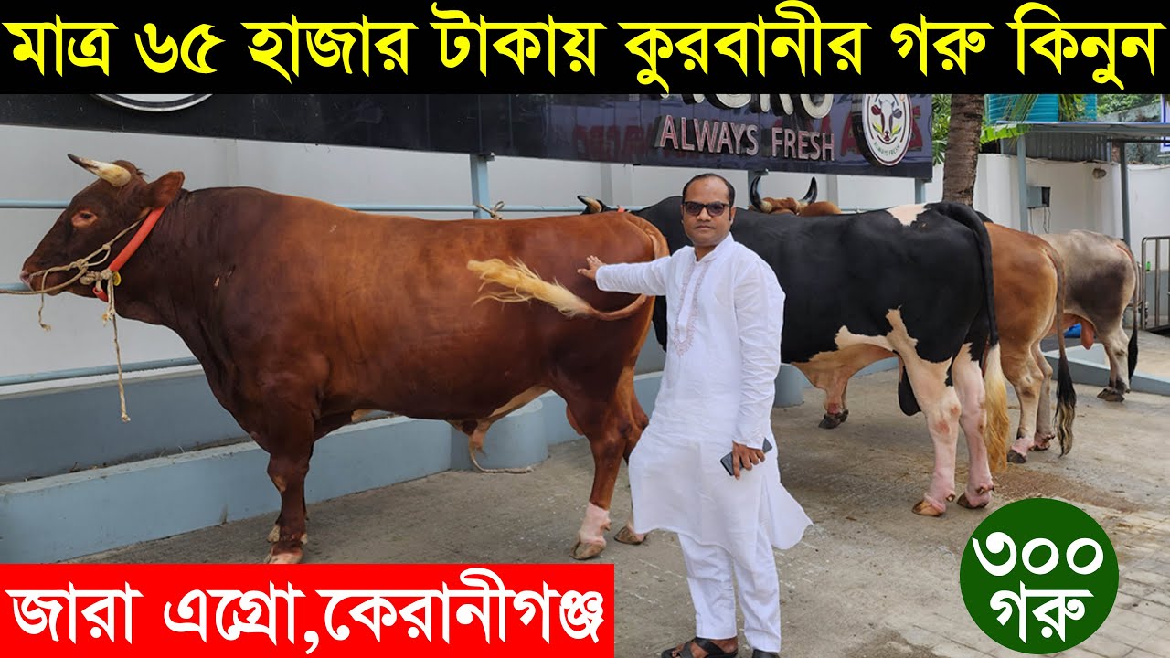 2023 ঈদে মাত্র ৬৫ হাজার টাকায় কুরবানীর গরু কিনুন ঢাকার জারা এগ্রো থেকে Zara agro