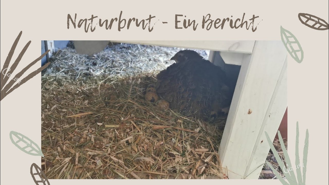 Meine Wachtel br&uuml;tet! 🐣Update Naturbrut Legewachteln