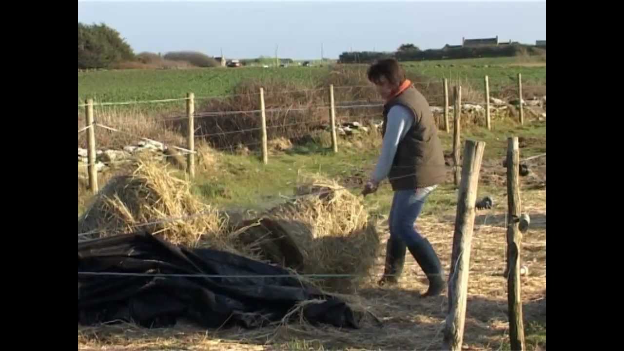 Nourriture aux buffles et bufflonnes de la Chèvrerie de la Baie - Tréguennec