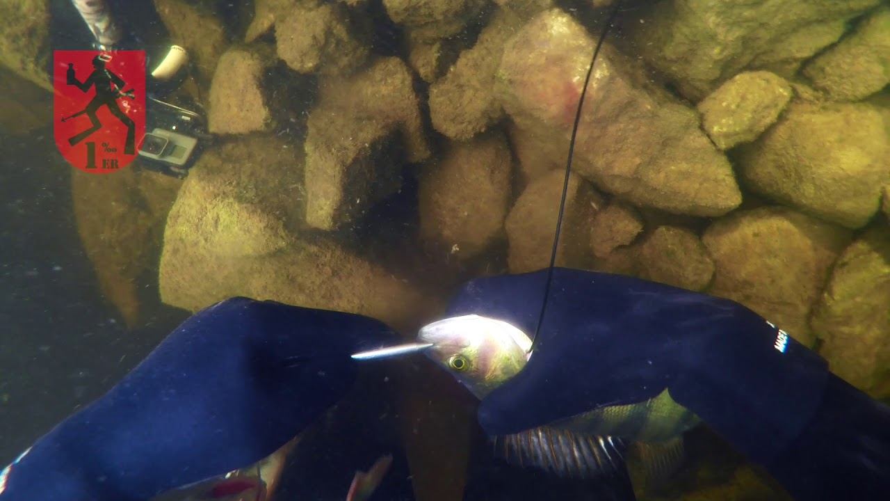 398 River Spearfishing - 5 shots, 5 fish