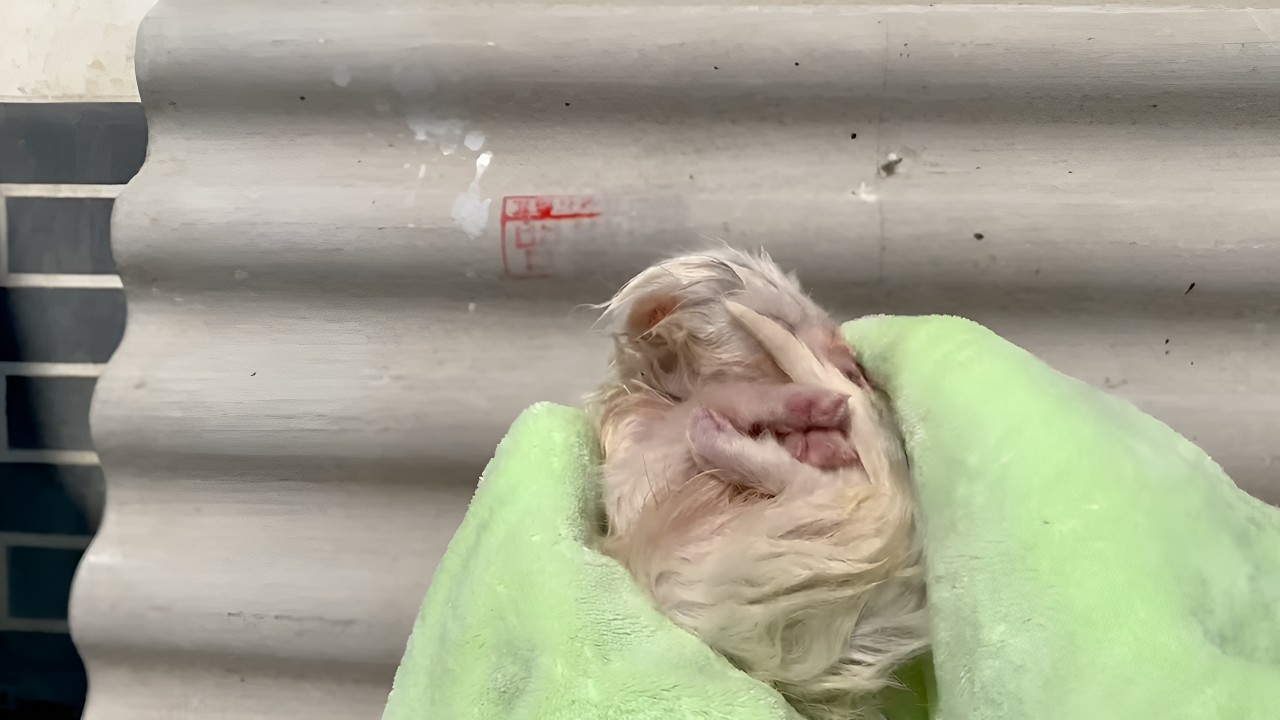 I Found a Little Abandoned Fox in the Forest, So I Decided to Adopt It