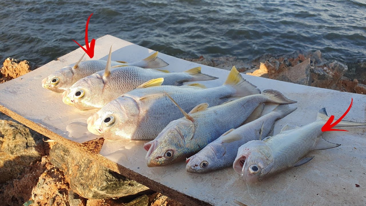 DEPOIS DE MUITO TEMPO VOLTAMOS NESSA REGIÃO E ELAS ESTÃO DE VOLTA FIQUE NO VÍDEO  VEJA ALGUMAS DICAS