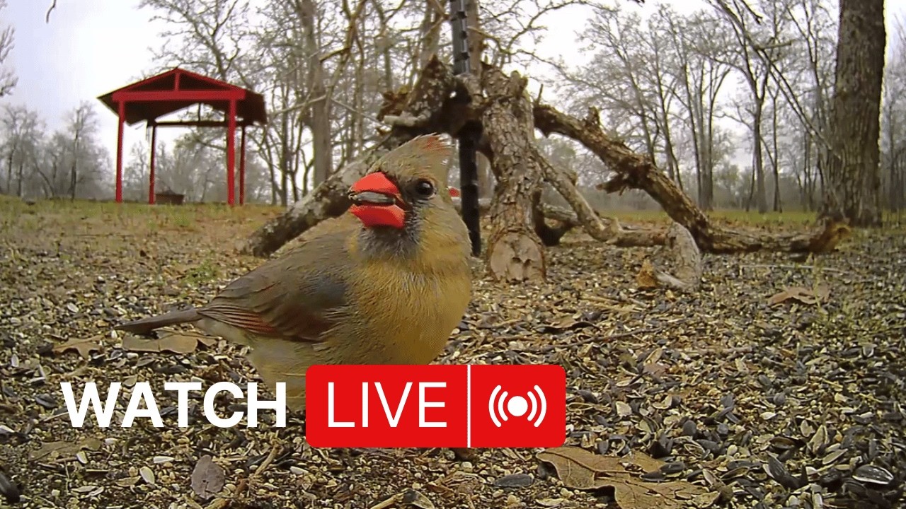 Birds Feeding on the Ground Live