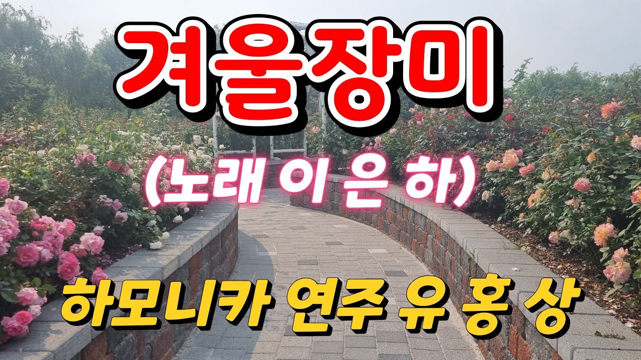 #겨울장미 (원곡자  이 은 하) Gm. A#키 #하모니카 연주 유 홍 상 #황악하모니카예술단 소속 