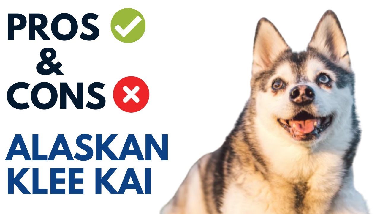 Alaskan Klee Kai Pros and Cons | Alaskan Klee Kai Advantages and Disadvantages
