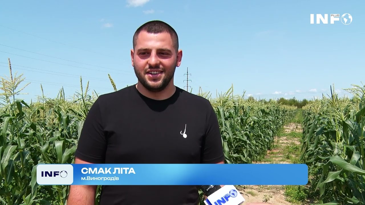 Смак літа: на Виноградівщині вирощують найсмачнішу кукурудзу