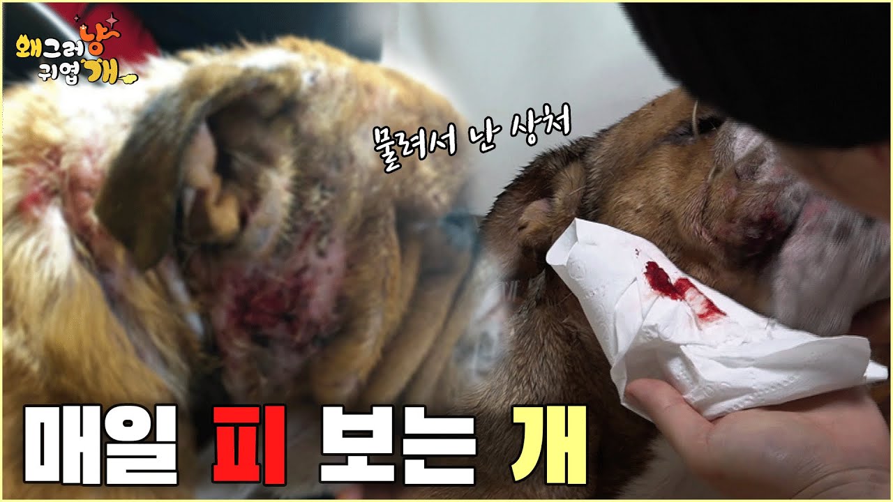 (선공개영상) 싸움에 빠지는 게 죄는 아니잖아!!😠불도그의 세계