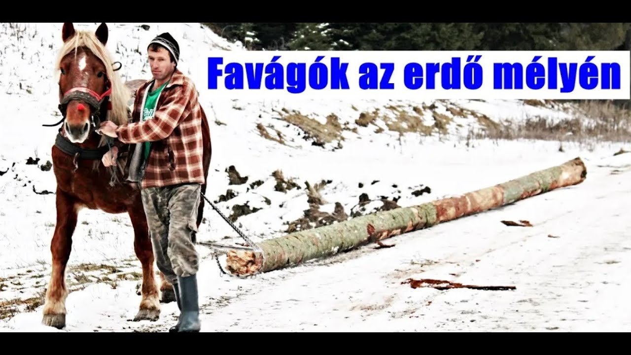 Favágókkal találkoztam a Csíki hegyek mélyén, ahol a tél az úr. Hidegben hóban, lóval dolgoznak ott.