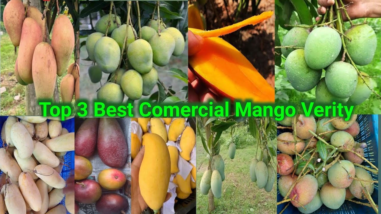 Top 3 Best Comercial Mango Verity | शीर्ष 3 सर्वश्रेष्ठ वाणिज्यिक आम की किस्म |