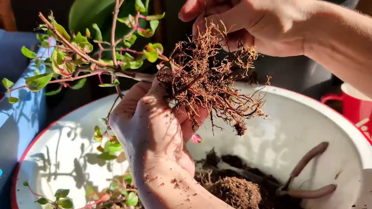 Fuchsias - Part One!