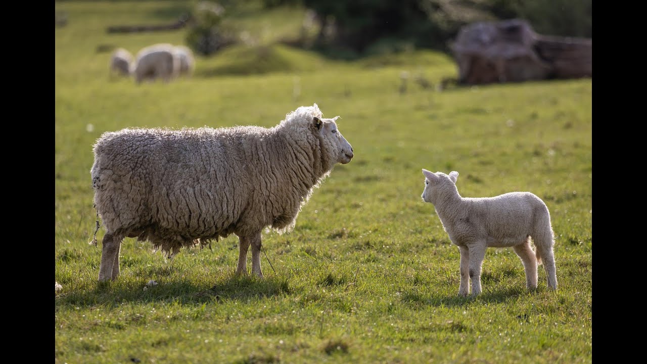 羊的叫声1   sheep cry 1