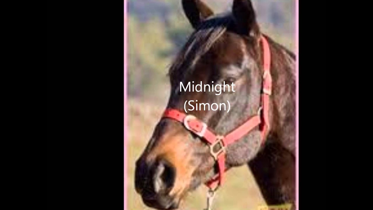 Les chevaux de Grand Galop n°2